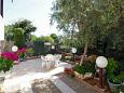Dvorišče - Apartmaji in sobe Barbat (Rab) - 4862