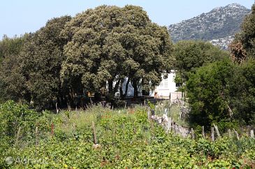 Property - Apartments 615 Property Blaca (Mljet) - Accommodation 615 - Apartments near sea with sandy beach.