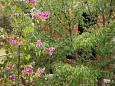Shared terrace - view Shared terrace - view - Room S-6495-g - Rooms Mandre (Pag) - 6495