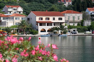 Property - Rooms 9046 Property Zaton Mali (Dubrovnik) - Accommodation 9046 - Rooms near sea.
